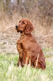 SETTER IRLANDAIS 253